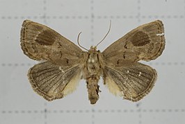 Trichogyia circulifera