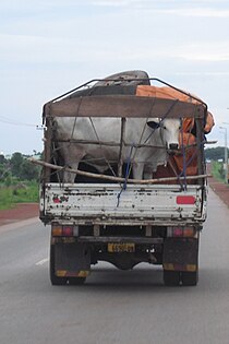 Zebu cattle being transported by road in the Northern Region A cow is transported in a truck in Northern Ghana, Tamale.jpg