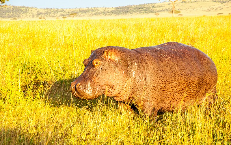 File:A hippopotamus walking on the grass land in Seregeti National Park in the morning.jpg