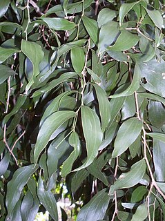 <i>Acacia bakeri</i> Species of tree