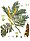 Acacia catechu - Köhler–s Medizinal-Pflanzen-003.jpg