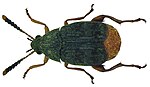 Acanthoscelides obtectus (Say, 1831).jpg