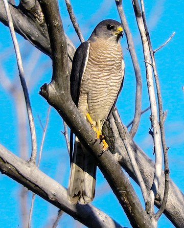 Accipiter brevipes