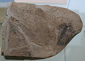 Fossiles Laubblatt von Acer angustilobum