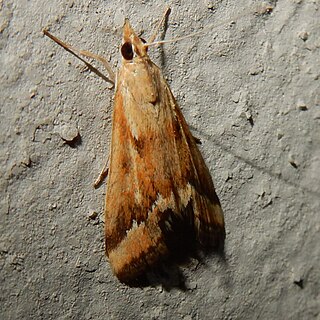 <i>Achyra coelatalis</i> Species of moth