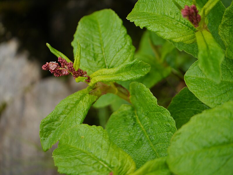 File:Aconogonum rumicifolium ? (7855310612).jpg