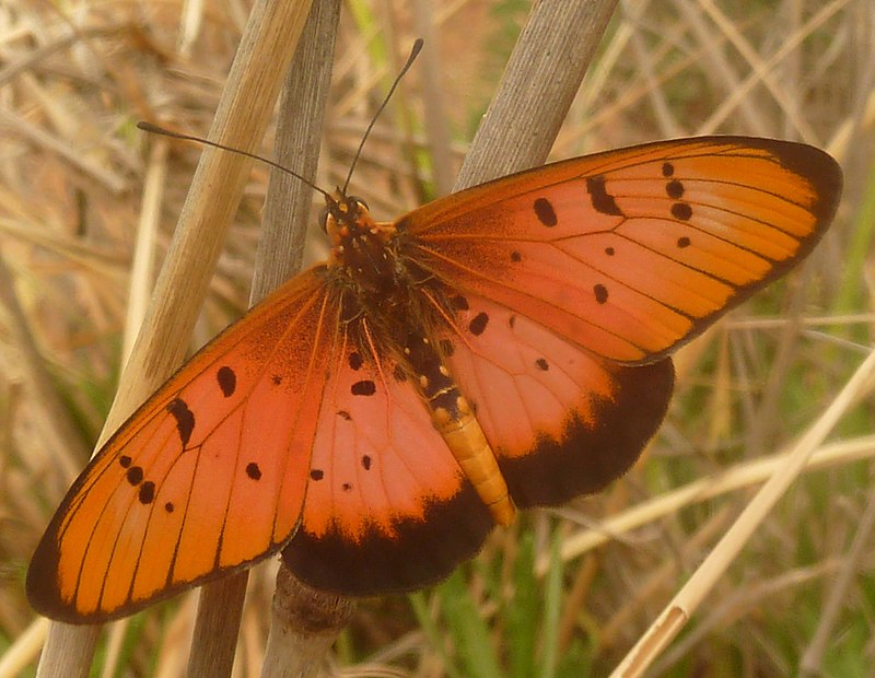 Bộ sưu tập cánh vẩy 4 - Page 41 800px-Acraea_aglaonice%2C_nsv_albofasciata%2C_manlik%2C_Pyramid%2C_a