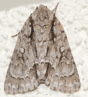 <i>Acronicta lobeliae</i> Species of moth