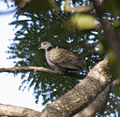 Adamawa Turtle-dove (Streptopelia hypopyrrha) in tree from side.jpg