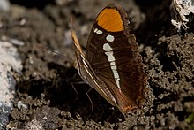 Adelpha bredowii (23542405300).jpg