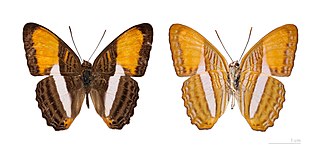 <i>Adelpha cytherea</i> species of insect