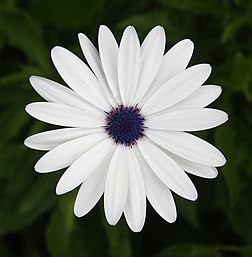 Margarida-africana (Osteospermum barberae) no Parque Nacional Terra de Galway, Nuwara Eliya, Sri Lanka (definição 2 568 × 2 615)