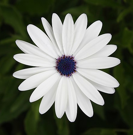 蓝目菊属的非洲雛菊（Osteospermum barberae），学名名称源自希臘文osteon（骨）和拉丁文spermum（精子）。