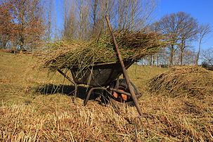 Brouette chargée de jonc épars (Juncus effusus). (définition réelle 5 184 × 3 456)