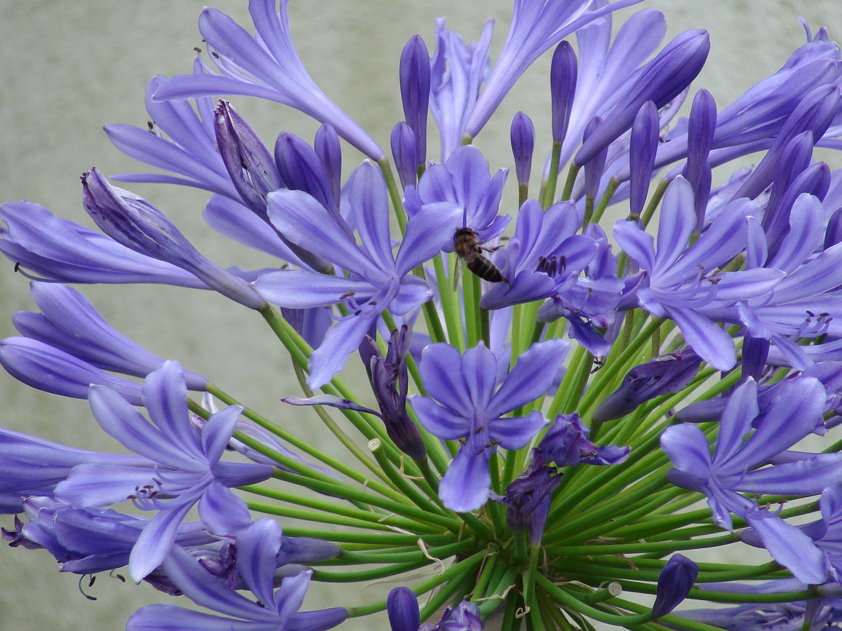 Agapanthus – Wikipédia, a enciclopédia livre