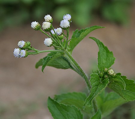 Ageratum conizoides in Narshapur forest, AP W IMG 1100.jpg