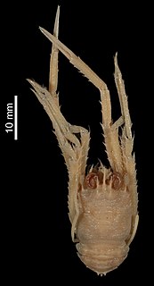 <i>Agononida vanuacerta</i> Species of crustacean