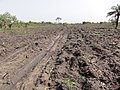 Agriculture in inland valleys in Togo - panoramio (45).jpg