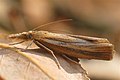 Agriphila tristella (Denis & Schiffermüller, 1775)