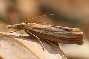 Descrizione dell'immagine Agriphila_tristella.jpg.