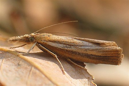 Agriphila_tristella