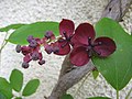 Samčí a samičí květy akébie pětičetné
