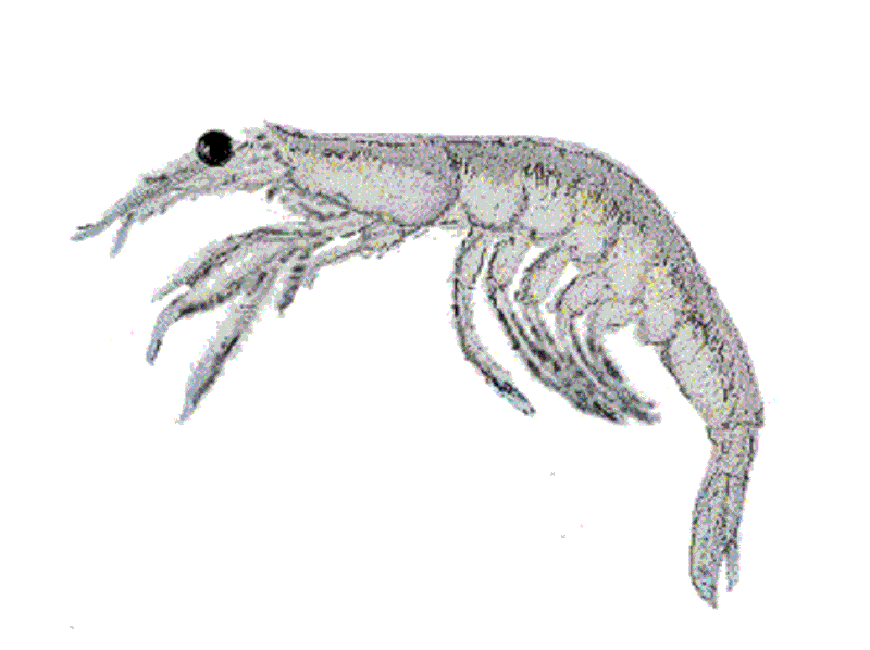 File:Alamang shrimp from Banate Bay, sketch.gif
