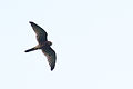 Alap-alap sapi-Spotted kestrel (Falco moluccensis) (13899727640).jpg