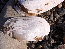 Alathyria profuga Goulburn River National Park Shells by the river1.JPG