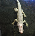 An alligator with albinism