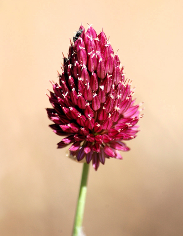 Allium sphaerocephalon