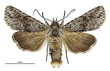 Aletia s.l. cucullina male.jpg