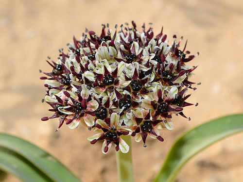 La borghesia Allium rothii 1.jpg