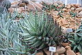 Aloe erinacea (en)