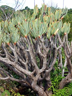 <i>Kumara</i> (plant) Genus of flowering plants