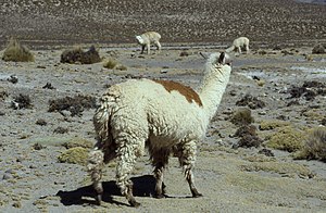 Eixemplar d'Alpaca