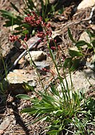 Alpine sheep sorrel (Rumex paucifolius ssp gracilescens) in bud