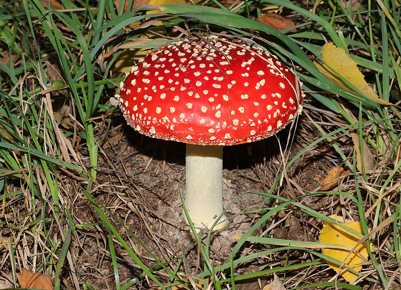 File:Amanita muscaria 2018 G11.jpg