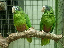 Amazona ventralis -deux captifs-8a.jpg