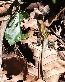 Ameiva quadrilineata, Коста-Рика.JPG