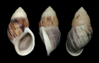 <i>Amphidromus costifer</i> Species of large-sized air-breathing tree snail