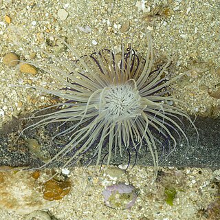 Cylinder anemone (Cerianthus membranaceusi), Arrábida Natural Park, Portugal.