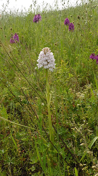 File:Anacamptis pyramidalis var alba 06.jpg