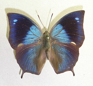 <i>Memphis</i> (butterfly) genus of insects