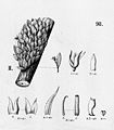 Anathallis imbricata In: Flora Brasiliensis vol. 3 pt. 4 tab. 98 fig. II