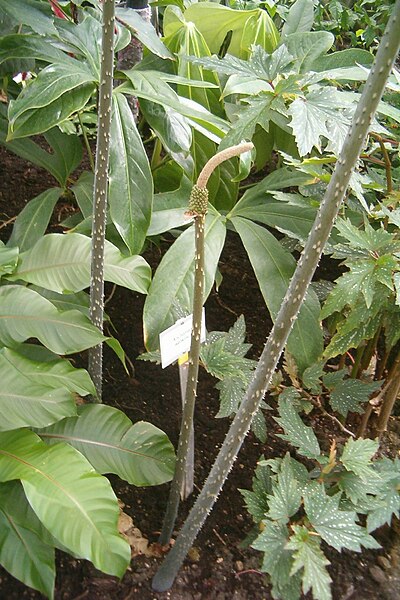 File:Anchomanes difformis Anchomanes welwitschii BotGardBln07122011E.jpg