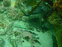 Anemones and urchins near the wreck of the RMS Athens. The two pieces of bronze drift-bolt are probably from a wooden ship wrecked nearby