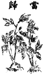 Angelica sinensis Bild.png