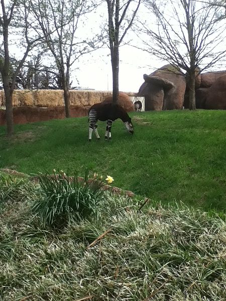 File:Animal eating grass @ St Louis Zoo, St Louis, Mo, USA 25 April 2014 Bananasoldier.jpg