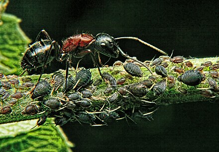 An ant guards its aphids